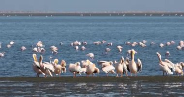 Walvis Körfezi 'ndeki Pelikan kolonisi, Namibya vahşi yaşamı