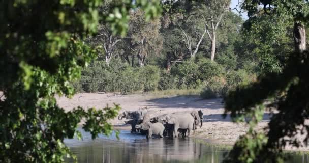 Elefante africano, Namibia, África safari fauna — Vídeos de Stock