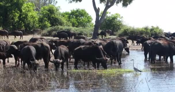 Chobe Nehri 'nde Buffalo Burnu, Botswana safarisi, vahşi yaşam. — Stok video
