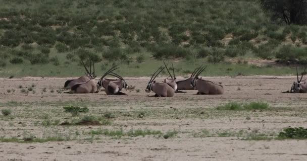 Gemsbok, Kalahari 'deki Oryx ceylanı — Stok video