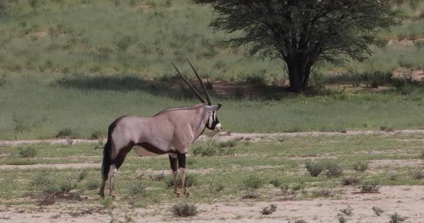 Gemsbok, Kalahari 'deki Oryx ceylanı — Stok video