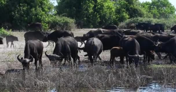 Cape Buffalo a Chobe folyónál, Botswana szafari vadvilág — Stock videók