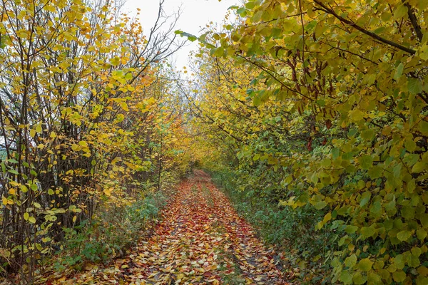 Beautiful Romantic Fall Colored Alley Colorful Trees Sunlight Autumn Season — Stock Photo, Image