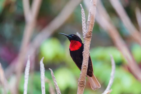 Scarlet Chested Sunbird Tree Lake Zway Lake Ziway Ethiopië Fauna — Stockfoto