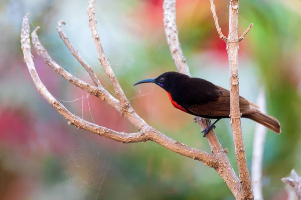 Scarlet Chested Sunbird Tree Lake Zway Lake Ziway Ethiopië Fauna — Stockfoto