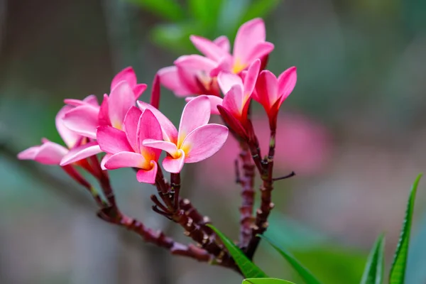 Rosa Blume Frangipani Plumeria Spion Blume Für Die Dekoration Nosy — Stockfoto