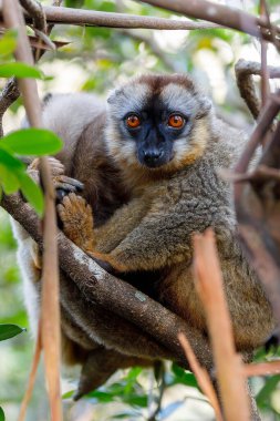 Kahverengi lemur, Eulemur fulvus, ağaçta, doğal yaşam alanında, Andasibe - Analamazaotra Ulusal Parkı, Madagaskar yaban hayatı