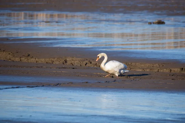 Dirty White Swan Walking Muddy Empty Pond Czech Republic Nature — Stock Photo, Image