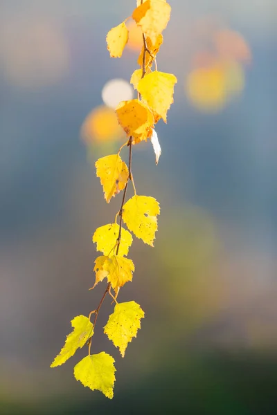 Hermosas Hojas Abedul Amarillo Otoño Fondo Paisaje Otoñal Fondo Abstracto — Foto de Stock