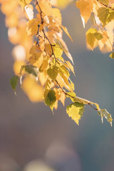 Krásné Podzimní Žluté Břízové Listy Podzimní Krajina Pozadí Podzim Abstraktní — Stock fotografie