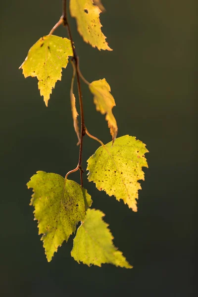 Schöne Herbstliche Gelbe Birkenblätter Herbst Landschaft Hintergrund Herbst Abstrakten Hintergrund — Stockfoto