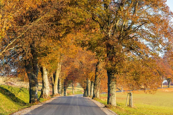 Val Gekleurde Steeg Met Kleurrijke Bomen Herfst Herfst Seizoen Natuurlijke — Stockfoto