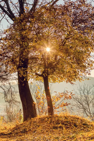 Piękna Scena Brzozą Żółtych Jesiennych Kolorach Słońcem Październiku Charakter Jesiennej — Zdjęcie stockowe