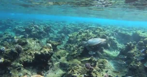 Χαριτωμένη Πράσινη θαλάσσια χελώνα (Τσέλεια mydas) — Αρχείο Βίντεο