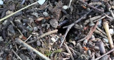 Birçok orman karıncaları bir karınca tepesi inşa etmek için çalışır. Yakın plan..