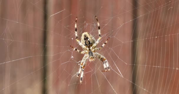 Jardín araña cruzada sentado en la web — Vídeos de Stock