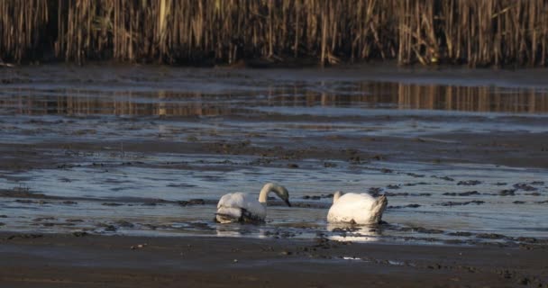 Sucio cisne blanco en Muddy estanque vacío — Vídeos de Stock