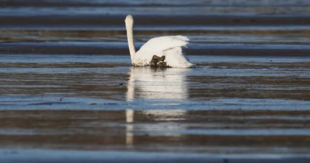 Schmutziger weißer Schwan auf schlammigem leeren Teich — Stockvideo