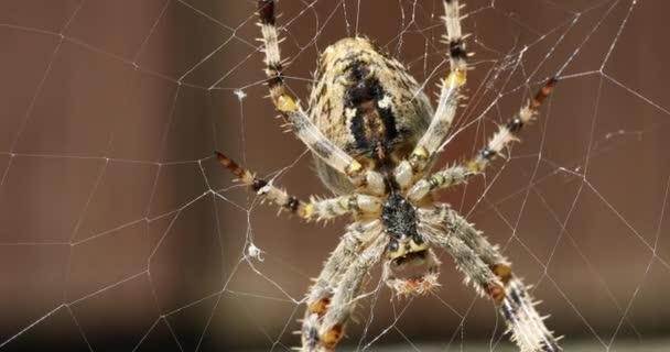 Κήπος σταυρό αράχνη κάθεται στο διαδίκτυο — Αρχείο Βίντεο