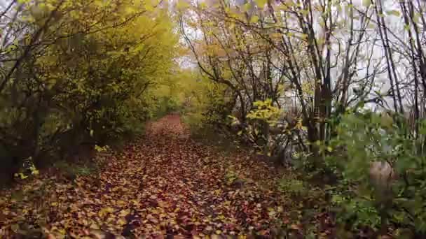秋天，人们走在小巷的五彩缤纷的树上 — 图库视频影像
