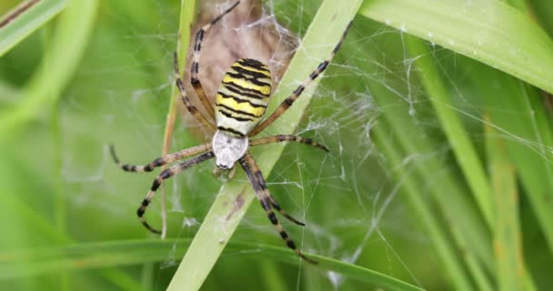 蜘蛛网上的Argiope bruennichi（黄蜂蜘蛛） — 图库视频影像