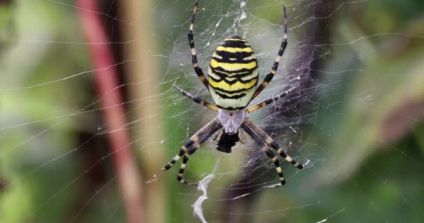 Argiope bruennichi (vosí pavouk) na pavučině — Stock video