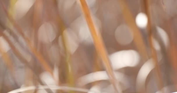 Cañas de naranja soplando en el viento. — Vídeos de Stock