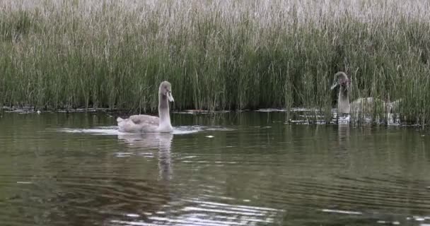 Joven mudo cisne mañana en el estanque — Vídeos de Stock