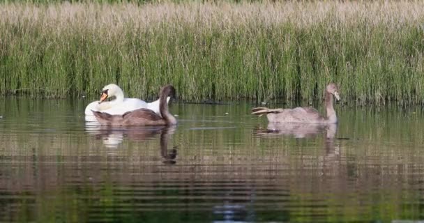 Young mute swan morning at the pond — Stock Video