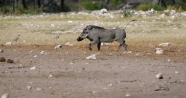 Afrika domuzu Etosha, Namibya Afrika safarisi