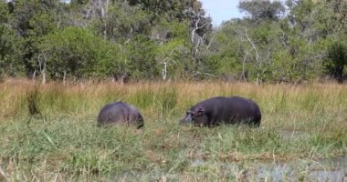 Hippo Botswana Afrika Safari Vahşi Hayatı