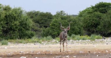 Afrika 'nın en büyük safarisi vahşi yaşam ve vahşi yaşam.