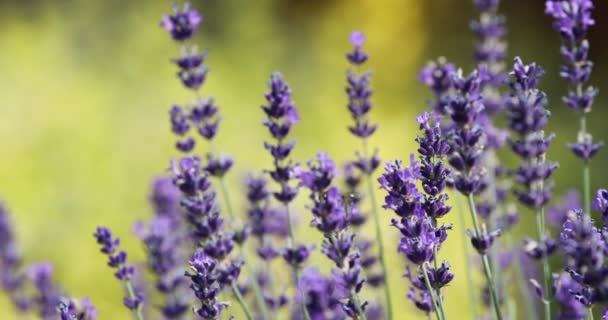 Floraison de lavande d'été dans le jardin — Video