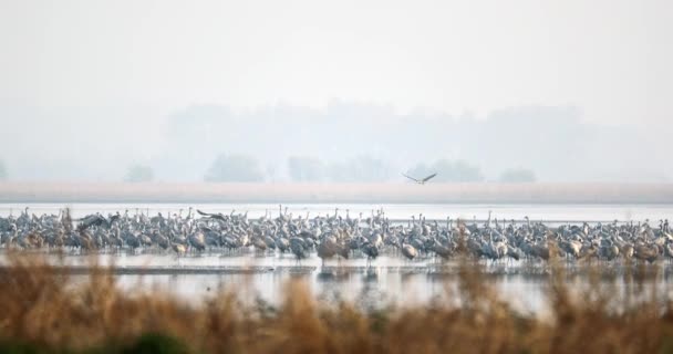 Běžní ptáci Jeřáb v Hortobagu, Maďarsko — Stock video