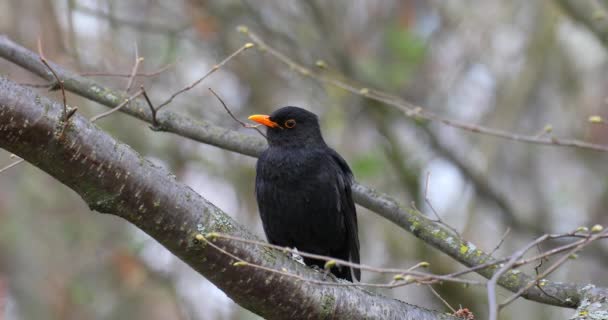自然界中常见的黑鸟雄性 — 图库视频影像