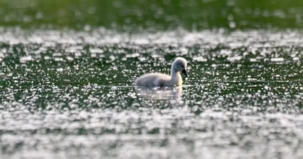 Cisne mudo pájaro salvaje en primavera en estanque — Vídeos de Stock