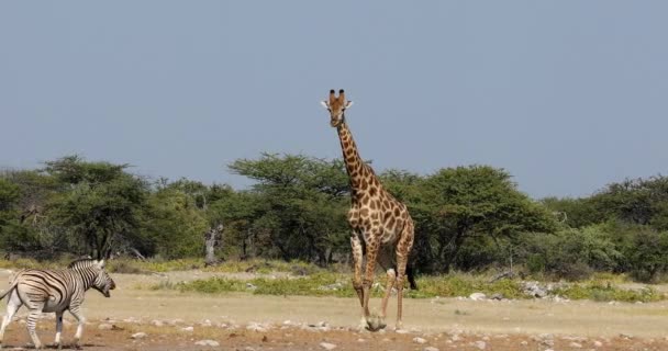 Giraffe op Etosha, Namibië safari fauna — Stockvideo