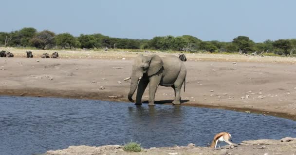 Африканский слон в Намибии, африканское сафари — стоковое видео
