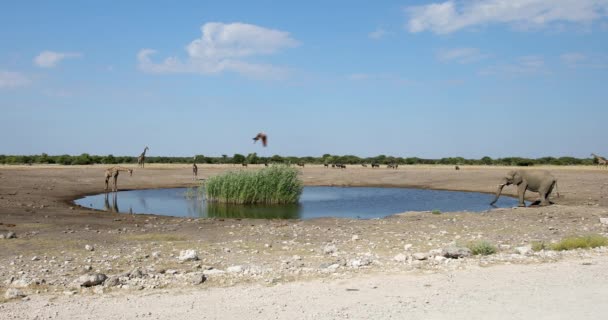 Słoń afrykański w Namibii, Afryka safari dzika przyroda — Wideo stockowe