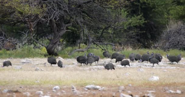 Hejno chocholatých guineafowl Etosha, Namibie Afrika — Stock video