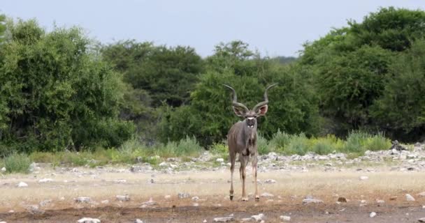 Mayor kudu África safari vida silvestre y desierto — Vídeos de Stock