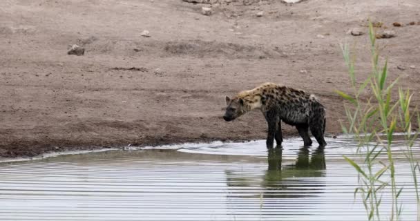 Agua potable de hiena manchada Namibia, África safari fauna — Vídeos de Stock