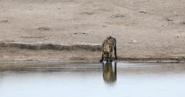 ウォーターホール エトーシャ国立公園 ナミビア アフリカサファリ野生動物からハイエナ飲料水を発見 — ストック動画