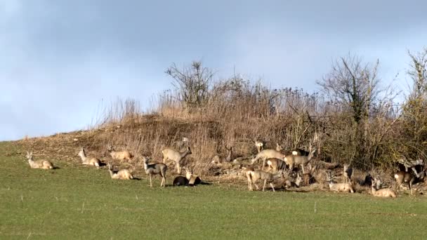 Herd of european roe deer — Stock Video