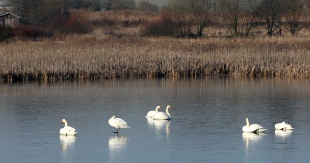 Cisne branco na lagoa congelada. — Vídeo de Stock