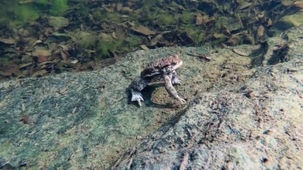 Common toad, Bufo bufo, Czech Republic, Europe Wildlife — 비디오
