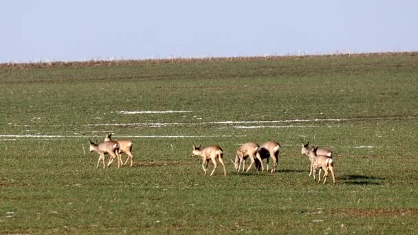 Mandria di caprioli europei — Video Stock