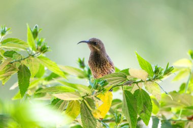 Tacazze Sunbird (Nectarinia tacazze) ağaca, Ziway Gölü 'ne, Etiyopya safarisine ve vahşi hayata tünedi.