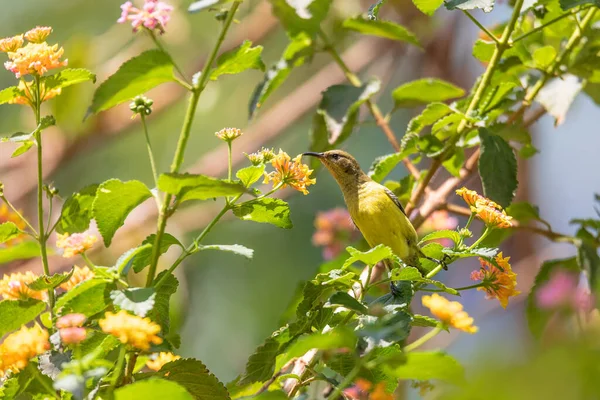 Sunbird Cinnyris Jugularis Také Známý Jako Žlutobřichý Pták Krmí Nektar — Stock fotografie