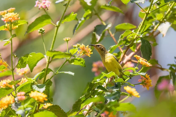 Sonnenvogel Cinnyris Jugularis Auch Bekannt Als Gelbbauchunke Ernährt Sich Von — Stockfoto